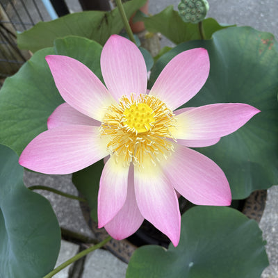 蓮の花もおわり・・夏まっさかり