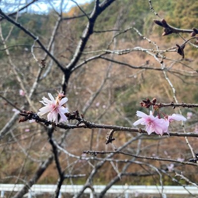 身延山のしだれ桜開花は
